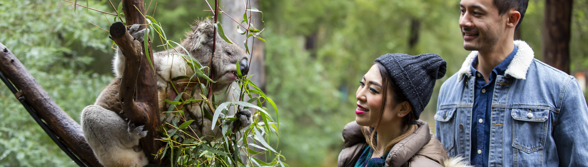 Two guests (right) face a Koala in a small tree (left), smiling.