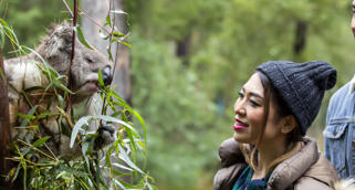 Two guests (right) face a Koala in a small tree (left), smiling.