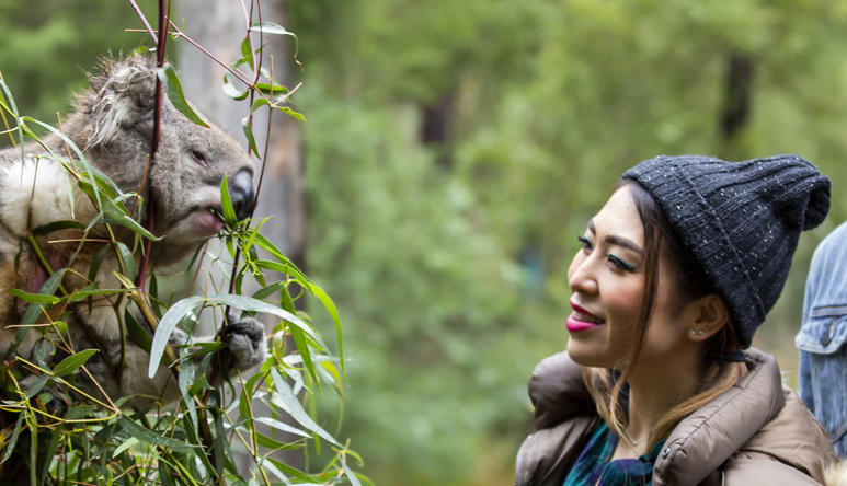 Two guests (right) face a Koala in a small tree (left), smiling.