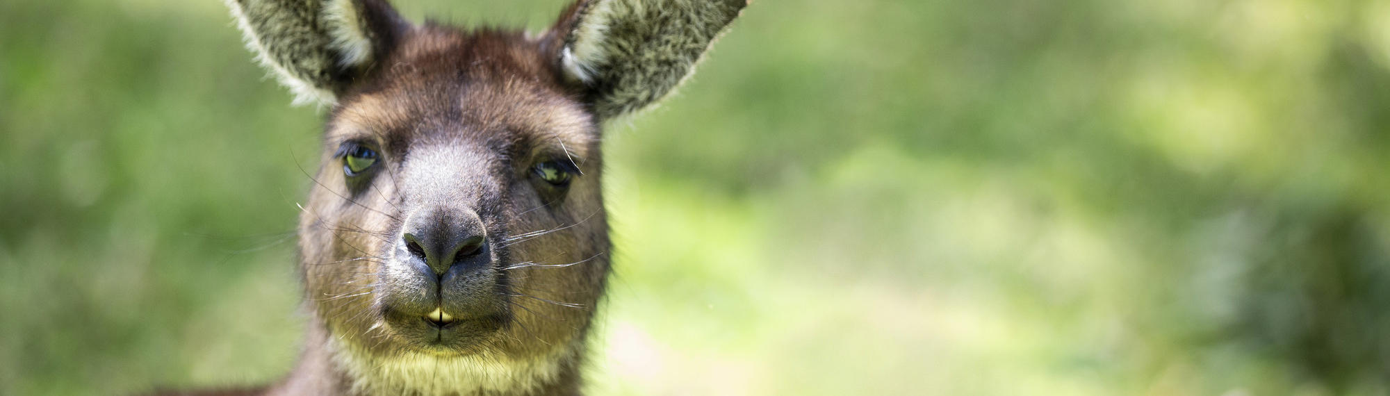 Close-up of Kangaroo Island Kangaroo, facing the camera with front teeth showing.