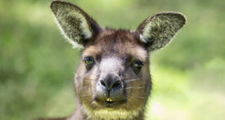 Close-up of Kangaroo Island Kangaroo, facing the camera with front teeth showing.