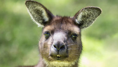 Close-up of Kangaroo Island Kangaroo, facing the camera with front teeth showing.