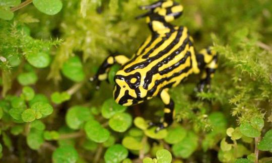 Black and yellow stripped Southern Corroboree Frog.