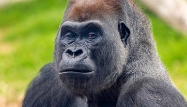 Close-up of a male Silverback Gorilla looking into the camera.