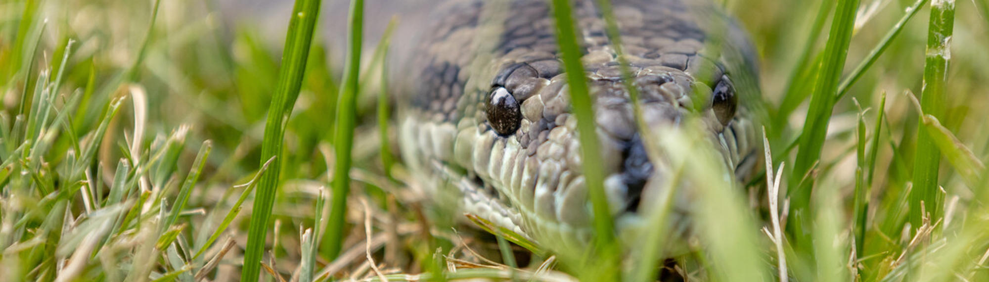 Close-up of a Coastal Carpet Python sliding through the grass.