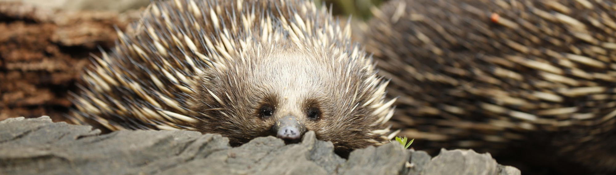 Close-up of Christmas the Echidna sitting inside a hollow tree stump, accompanied by another in the right, background.