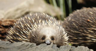 Close-up of Christmas the Echidna sitting inside a hollow tree stump, accompanied by another in the right, background.