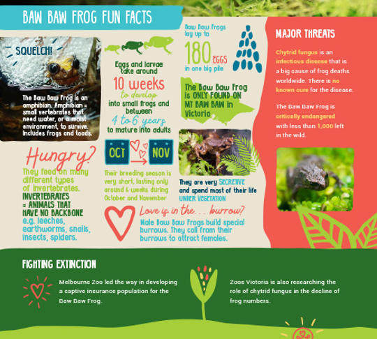 image of baw baw frog fun facts