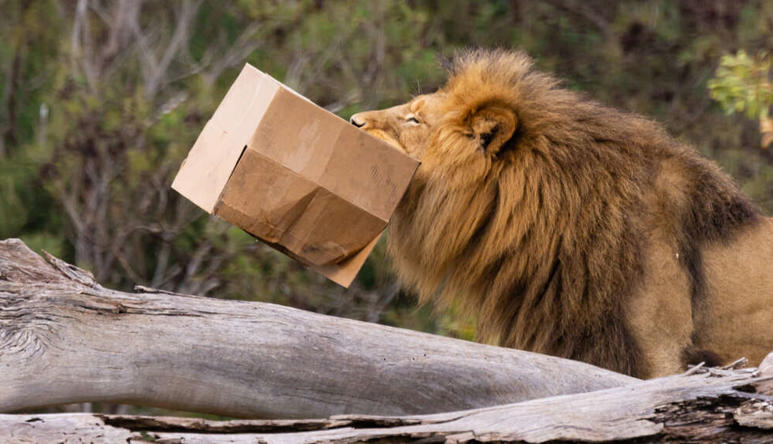 Male African Lion, holding cardboard box enrichment up in the air with his mouth, facing left of frame