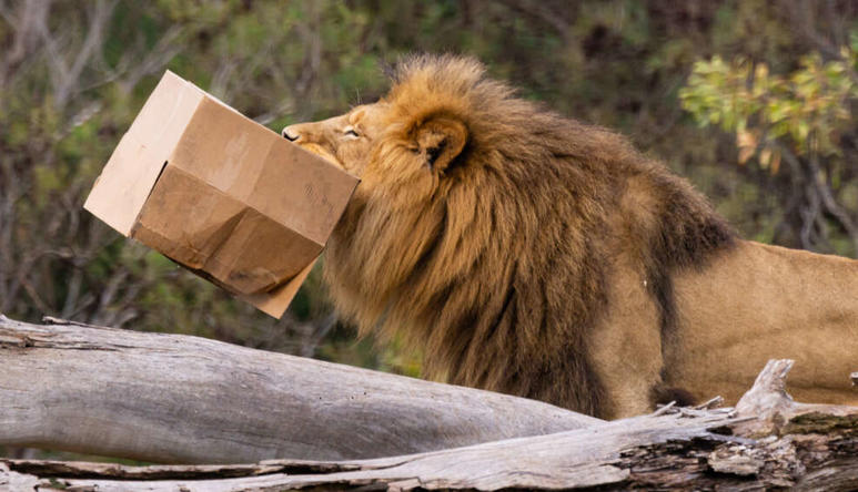 Male African Lion, holding cardboard box enrichment up in the air with in his mouth, facing left of frame