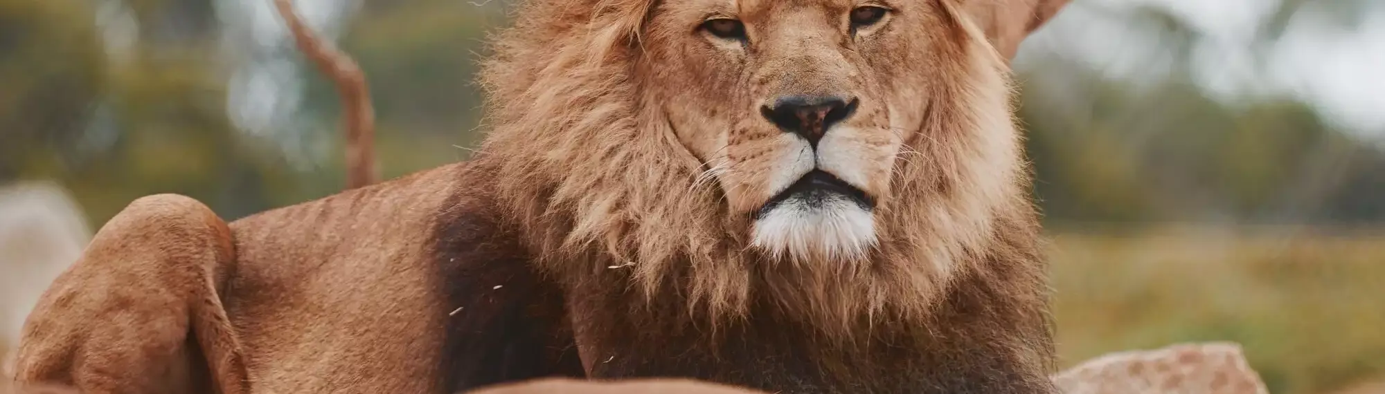 Lion sitting on rocks, looking at the camera.