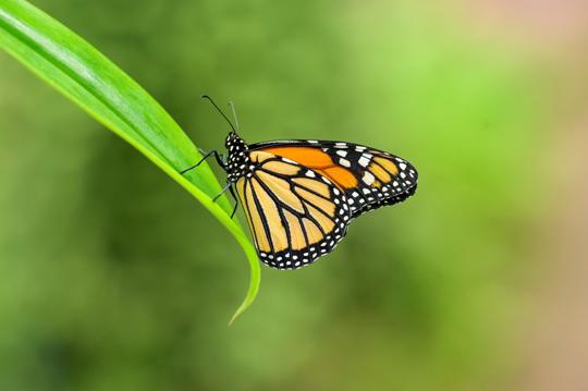 Close up of an orange Monarch Butterfly, perched on a blade of grass.