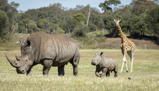 Young male Southern White Rhinoceros calf, Jabulani, first time on savannah.