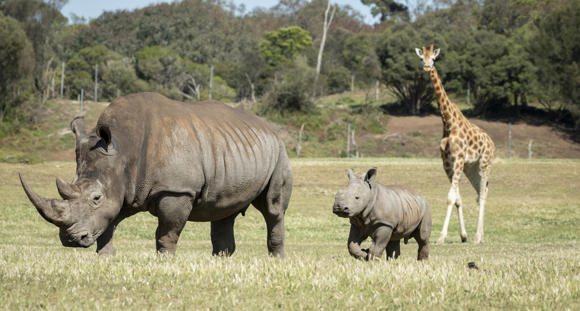 Young male Southern White Rhinoceros calf, Jabulani, first time on savannah.