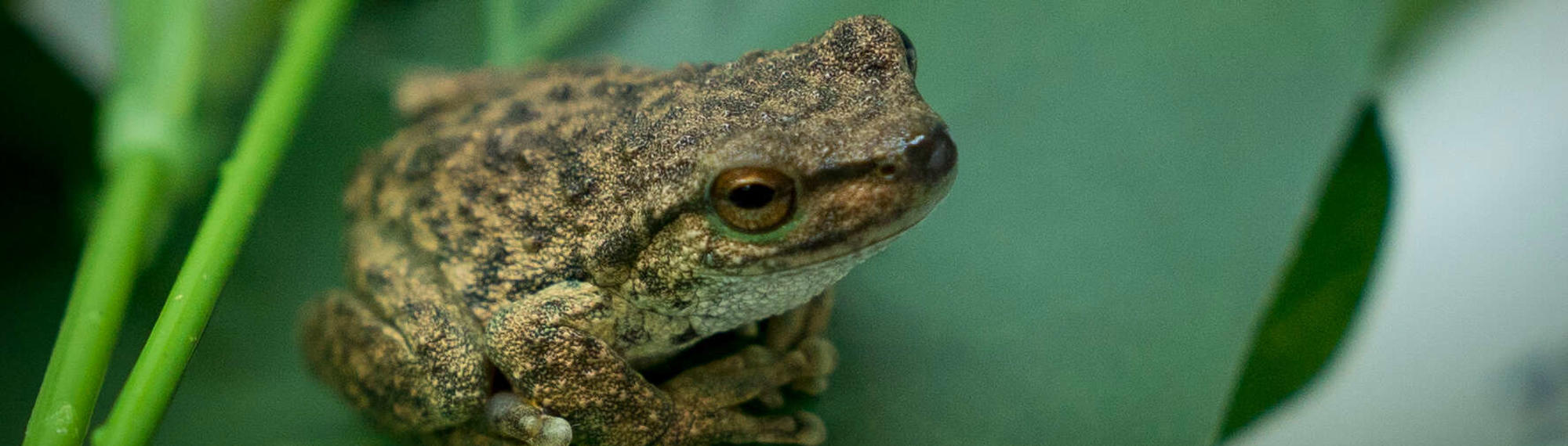 Wild caught Spotted Tree-frog adult in quarantine facility at Healesville Sanctuary