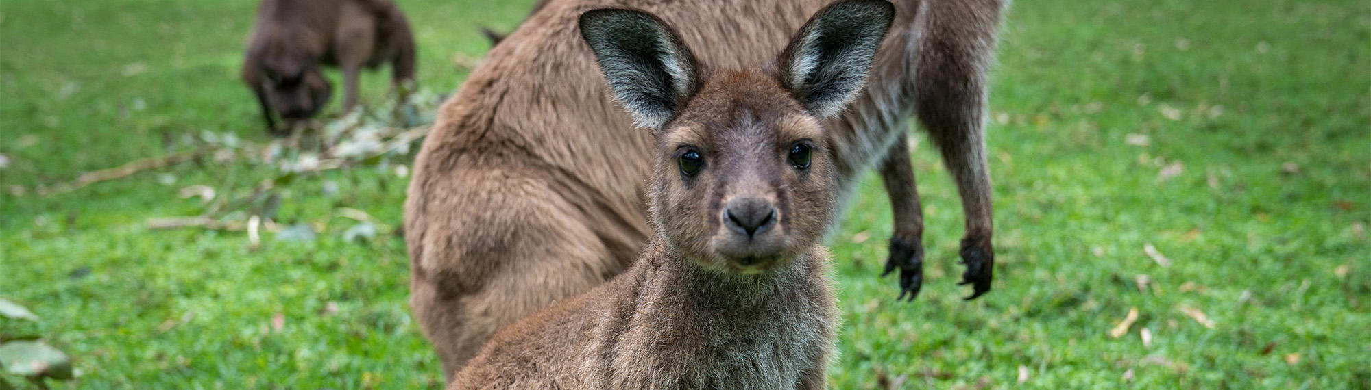 Close-up of young Kangaroo, facing the camera, with another two off-frame behind.