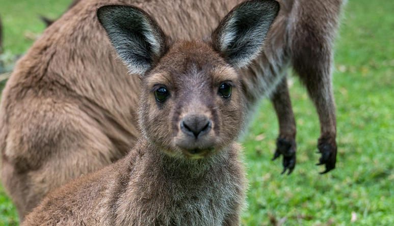 Close-up of young Kangaroo, facing the camera, with another two off-frame behind.