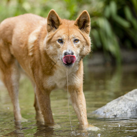 Dingo standing in water licking their lips while drinking, water dripping out of the mouth.