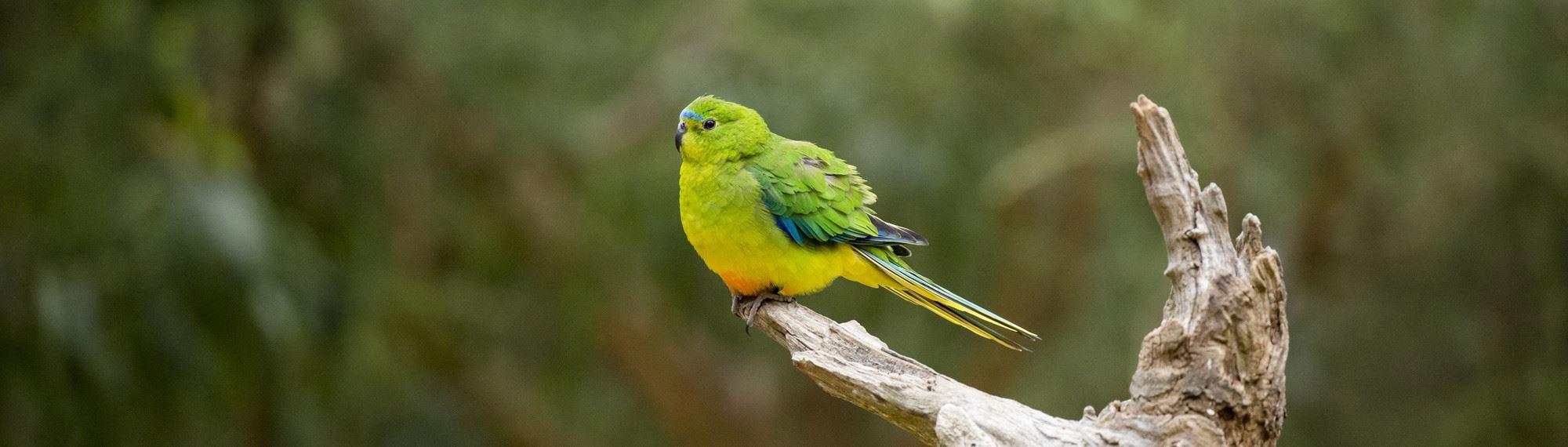 Orange Bellied Parrot side view looking to the left standing on a tree branch. The parrot is grass green with yellow and blue. As the name suggests it has an orange belly.