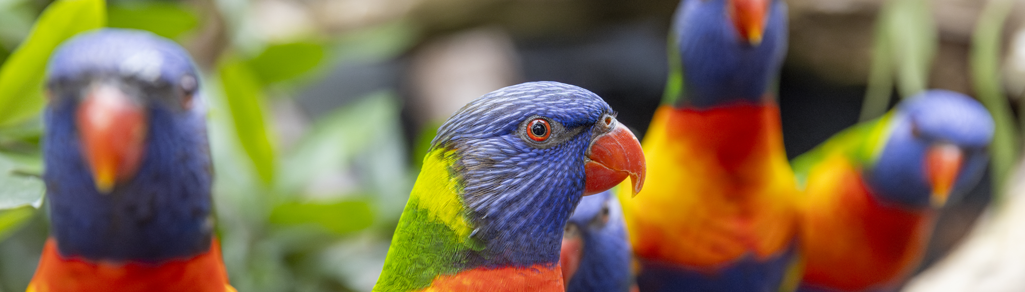 Five Rainbow Lorikeets