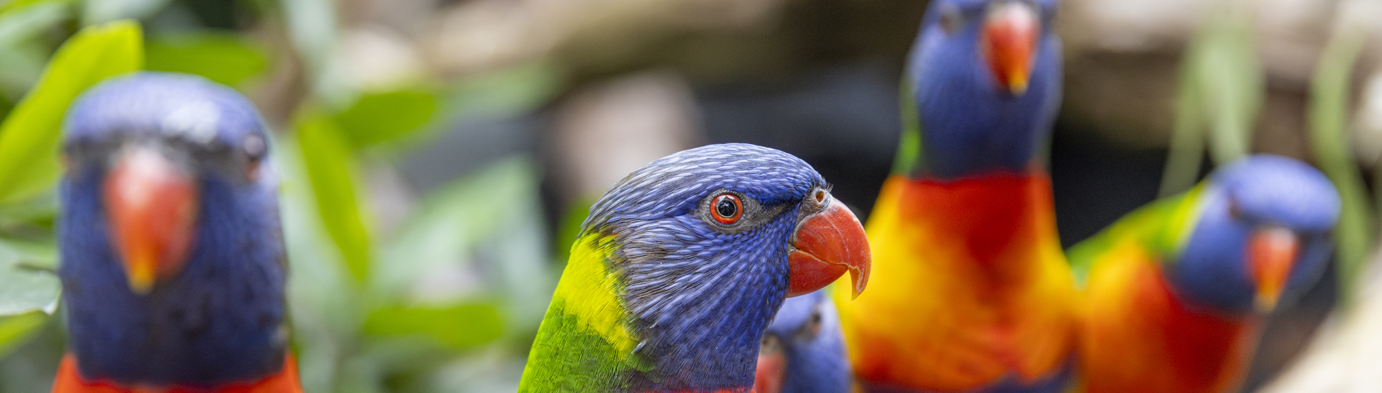 Five Rainbow Lorikeets facing in various directions.