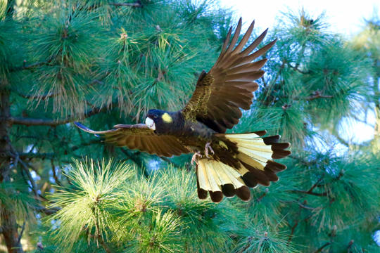 Yellow-tailed Black Cockatoo in flight at Royal Park