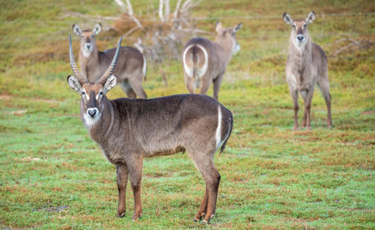 Keepers using animal specific noises to recall specific species from the savannah. Savannah Waterbuck recall training. Male waterbuck looking at camera, females in background.