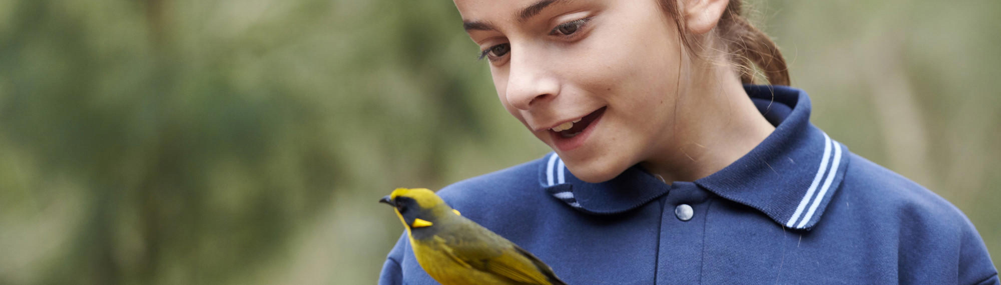 Student in uniform looks down at Helmeted Honeyeater at Healesville Sanctuary.