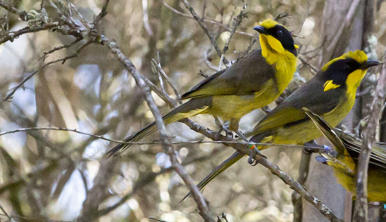 Three Helmeted Honeyeaters out in the wild.