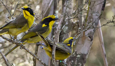 Three Helmeted Honeyeaters out in the wild, on small tree branches.