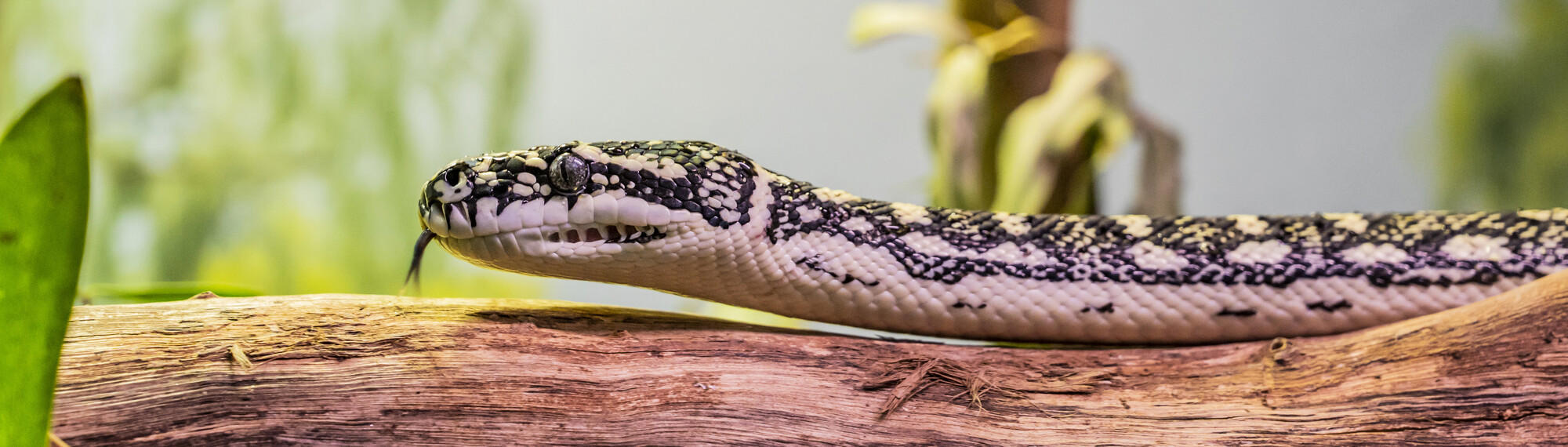 Diamond Python on a log, facing left with the tongue out.
