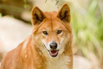 Close-up of a Dingo's head with pale orange fur, brown eyes and a black nose, facing the camera.