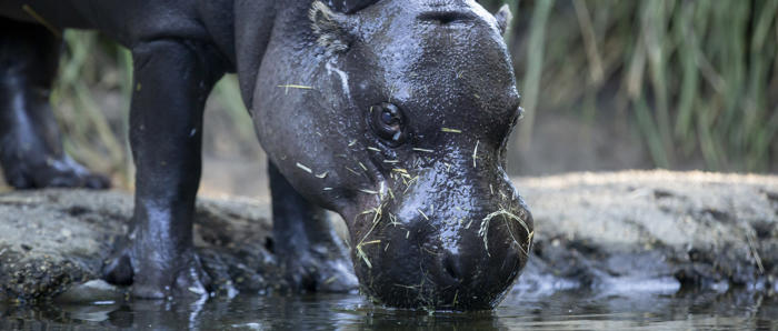 Hippopotamus Drinking From Waters