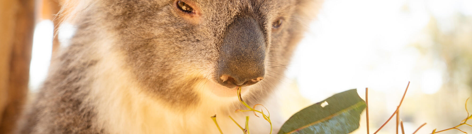 A close-up of a Koala's face, with a big black nose and squinted brown eyes, about to eat some eucalyptus leaves.