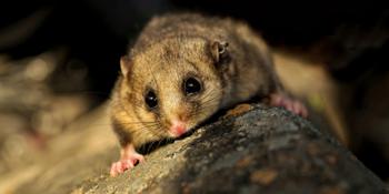 A Mountain Pygmy-Possum crouched on a rock, facing the camera.