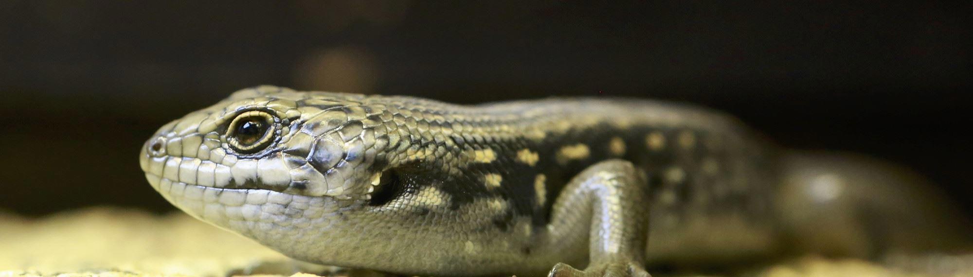 Side view of a baby Guthega Skink looking towards the left.