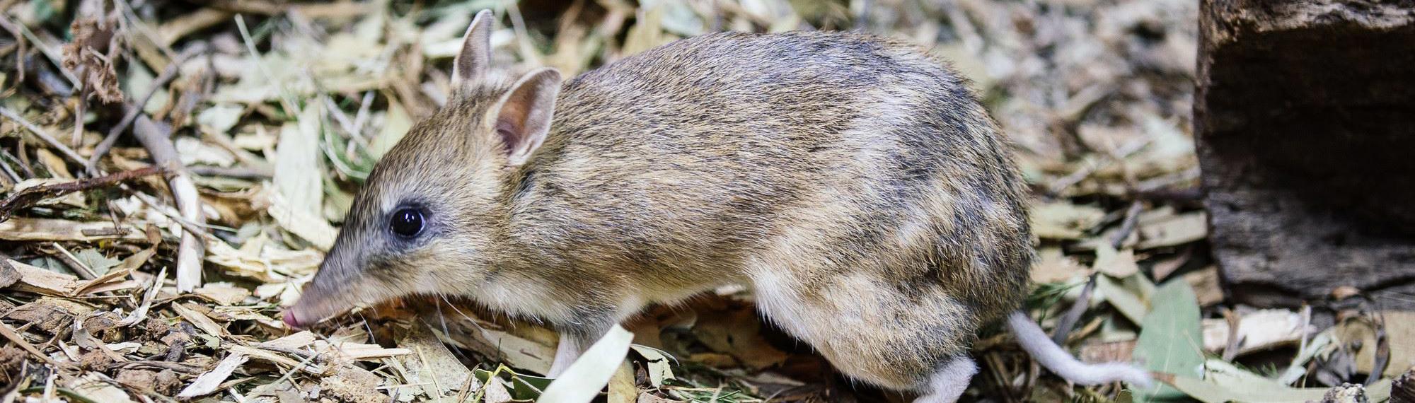 Small Eastern Barred Bandicoot side view foraging in leaf litter.