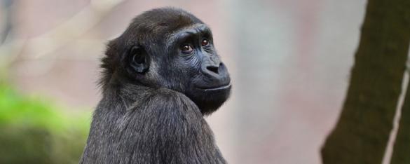 Western Lowland Gorilla Kanzi sitting up on a log and looking back over her shoulder, smiling to the camera.