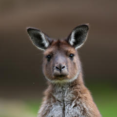 The face of a Kangaroo Island Kangaroo looking directly at the camera.