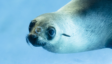 A Fur-Seal swimming left through blue-tinted water.