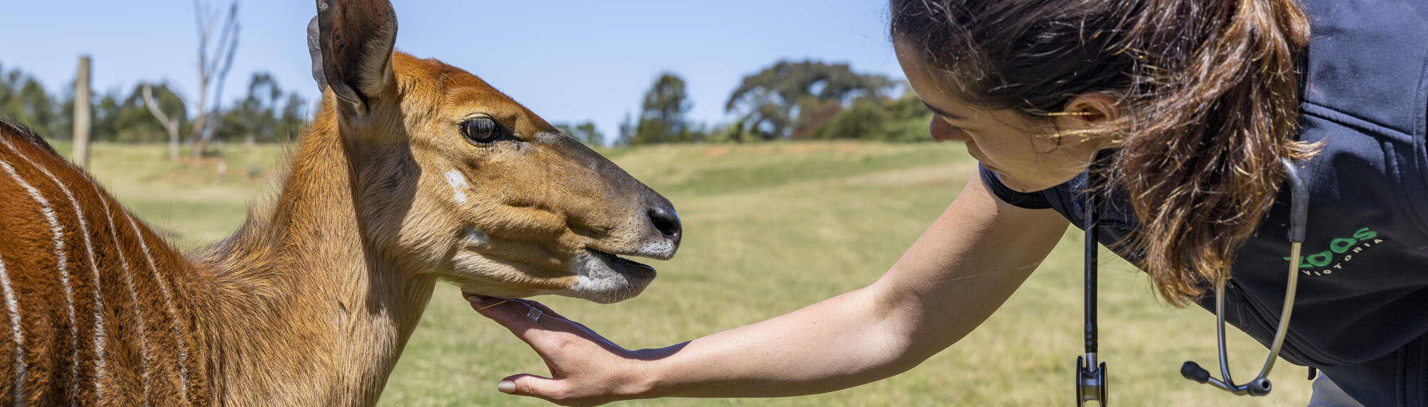Nyala tactile touch training with a Keeper on the right.