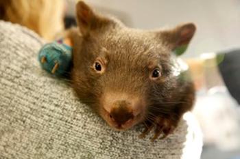 Close up of a young Wombat with a bandage on the right paw.