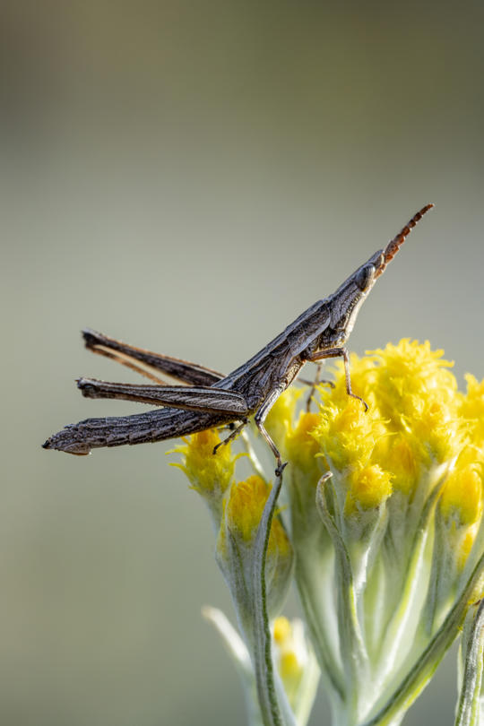 Key's Matchstick Grasshopper after being released into new habitat at Euroa Arboretum