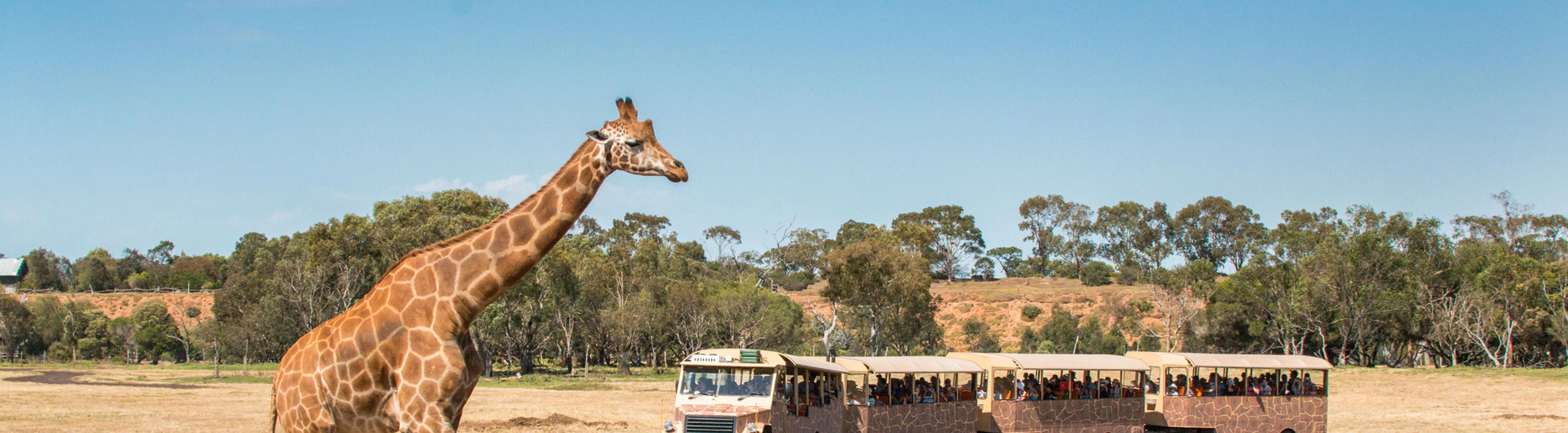 Giraffe walking in foreground across a grassy field. A bus with four carriages is driving in the background.