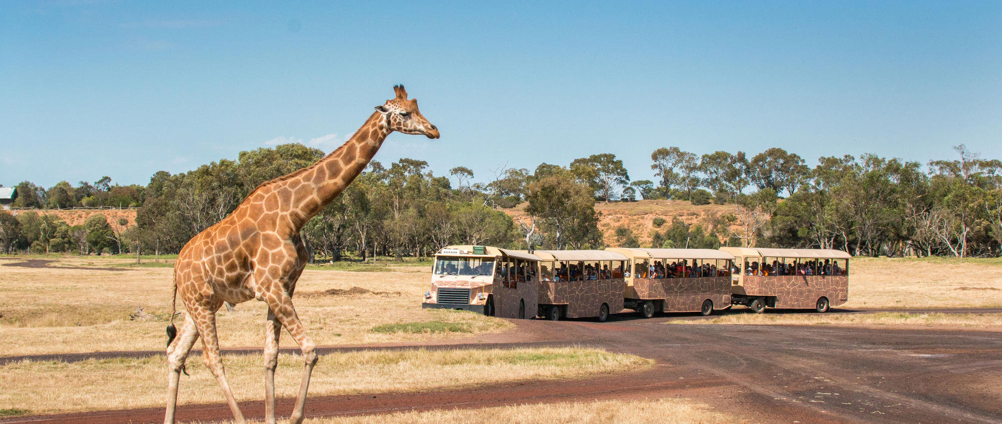 Giraffe walking right in foreground across a grassy field, while a bus with four carriages is driving past to the left, in the background.