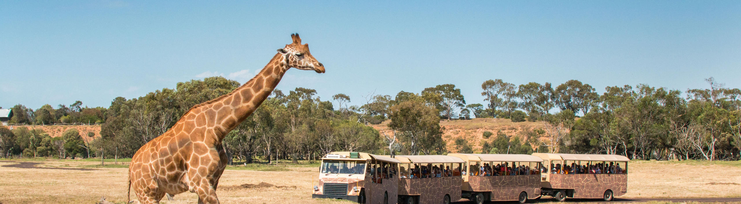 Giraffe walking right in foreground across a grassy field, while a bus with four carriages is curving to the left, in the background.