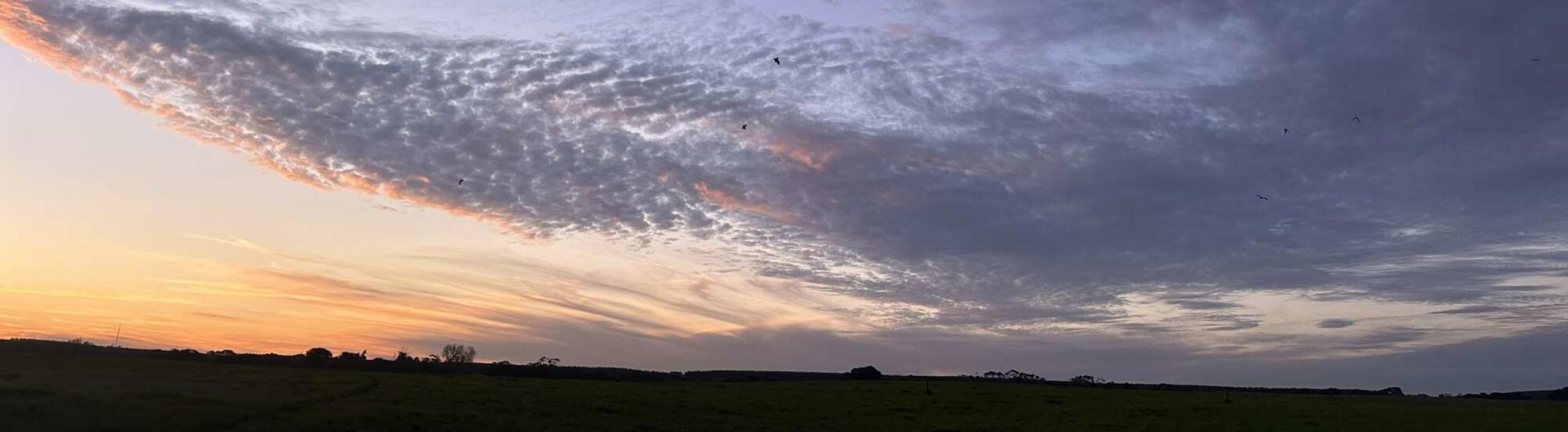 Southern Bent-wing Bat research: Bats flying at sunset.