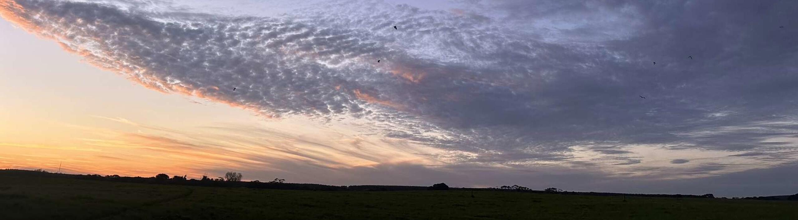 Southern Bent-wing Bat research: Bats flying at sunset