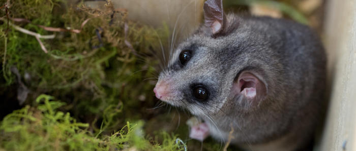 Mountain Pygmy Possum Amongst Some Moss
