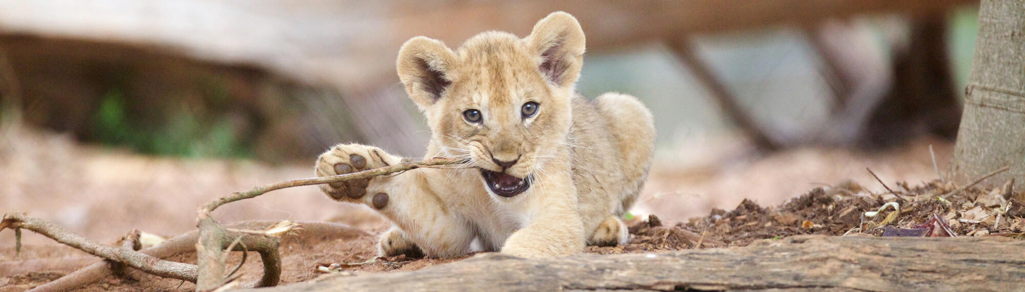 Lion Cub Zuberi